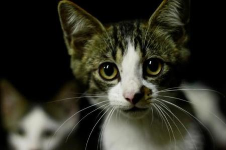 批判殺到の猫のサブスク「ねこホーダイ」運営会社が解散へ。譲渡予定だった猫はどこに？（ photoACよりOmushiさん撮影、イメージ画像）