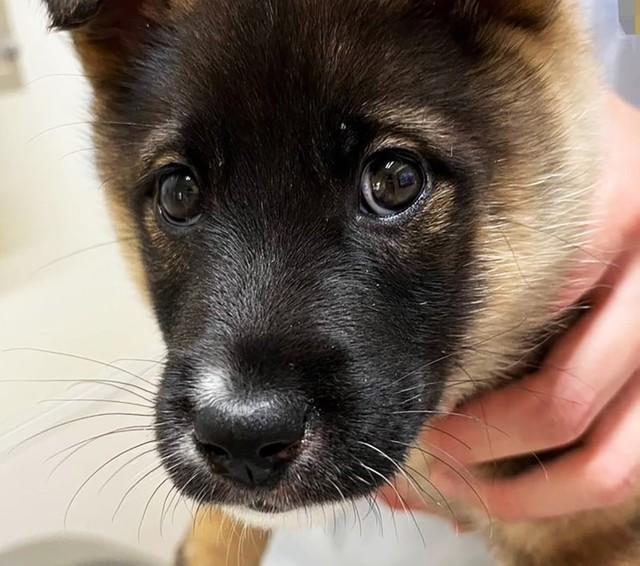 生後2ヶ月ほどにして、過酷な生活を過ごした元野犬のいえやすくん