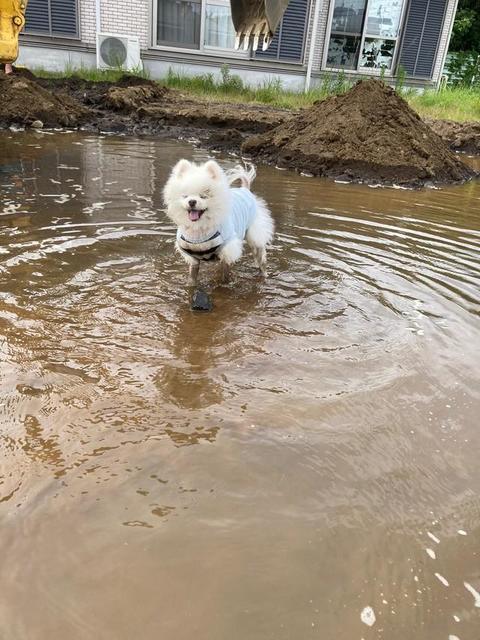 「犬めっちゃエンジョイしてる」…水トラブルでお庭が全面プールに！？　真っ白なポメさんが別犬に