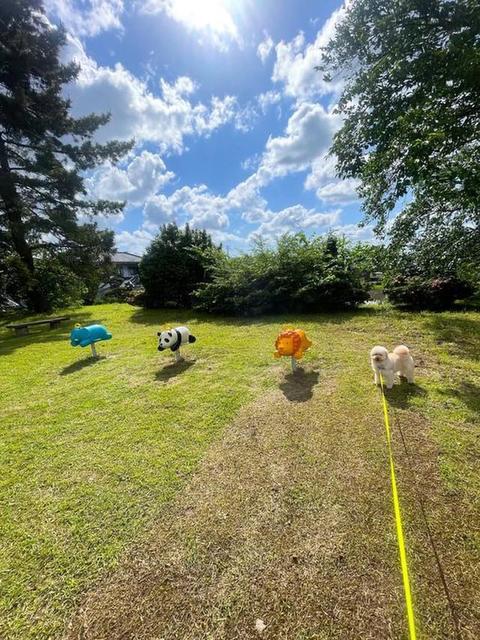 「乗れる　乗れる　乗れる　乗れない」犬が公園の遊具に！？楽しい写真に「ワンちゃんだけ乗りたいな」