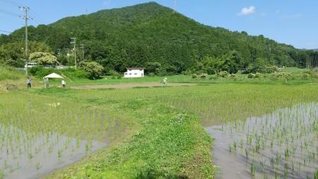 2年目の黒枝豆植えが完了。田植えから40日の田んぼはおたまじゃくしの天下だった～鉄爺、里山へ行く#12