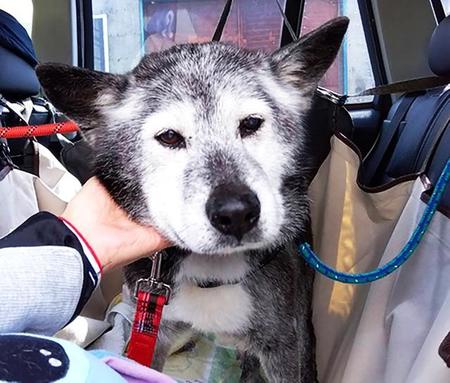 元飼い主から飼育放棄されたシニア犬・ロク