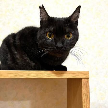 認知症の高齢夫婦の多頭飼育崩壊から救われた黒猫　トライアル失敗も運命の家族に出会う「バランス良いご飯をいっぱい食べてね」