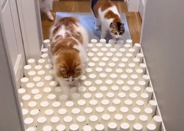 【猫に実験してみた】廊下に大量の紙コップを並べて通せんぼ　4匹の猫たちはどうする？「豪快にダイブ」「いっさい避ける気ない」猫に爆笑