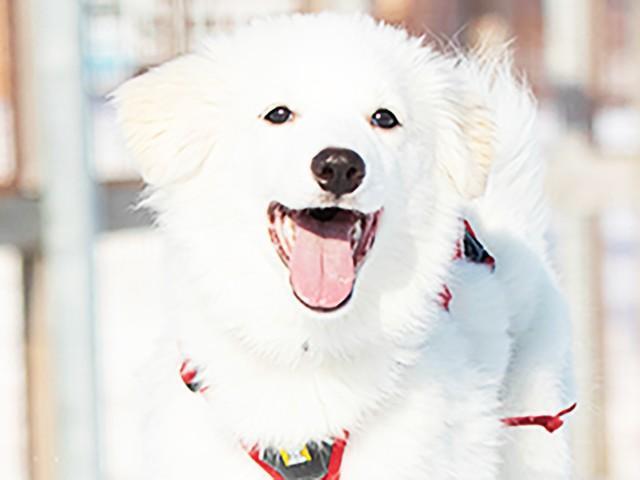 餌付けされて育った元野犬のメルティ