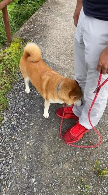 柴犬「まって…もう歩けない」→飼い主「いやいや、家出てまだ10分な」抱っこをせがむ姿に「こんな甘え方、初めて見た」