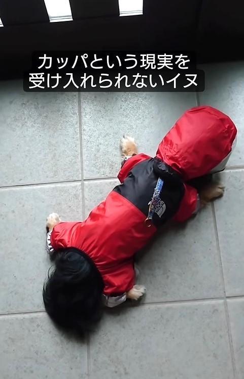 玄関から動かないカッパ姿のチワワ犬の動画が話題に（「kou chiwawa」さん提供、Instagramよりキャプチャ撮影）