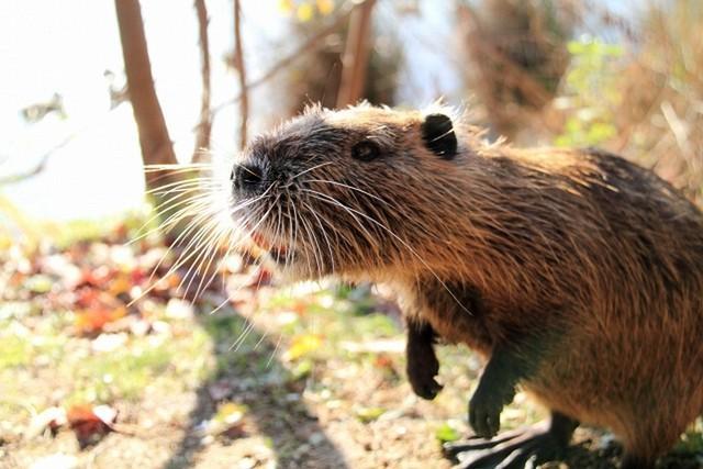 水辺で見かける“巨大ネズミ”！？その正体はヌートリア 生息域拡大