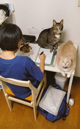 期末テストの勉強をしている娘さんの周りに集まる猫たちがTwitter上で話題に（nyaokoさん提供）