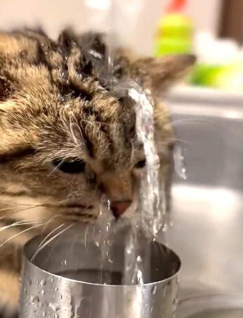 これは”滝行”！？水を飲む猫が話題　暑くなってきたから…「気持ちよさそう！」「羨ましい」