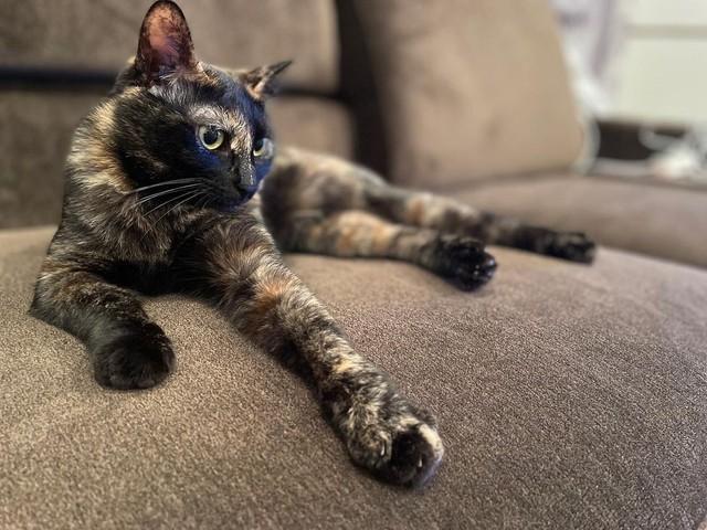 民家の庭に現れた生後4カ月の子猫のきょうだい　里親の元ですくすく　兄はべったり、妹も膝の上でくつろぐ甘えん坊に