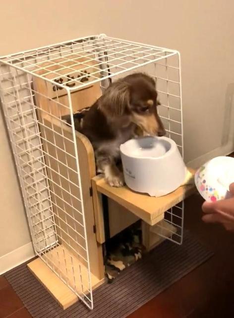 「いただきまーす」先天性「巨大食道症」の犬　立ってご飯を食べる専用チェアに自ら入る「お利口さん」