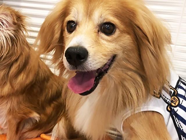 超イケメンなのに、超ひきこもりの保護犬・けんごくん