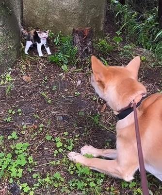 朝の散歩で出会った、小さな体でシャーする子猫！ビビる元野犬も可愛い　「いっちょ前に威嚇」「凄い強い子やな」この後、どうなった？