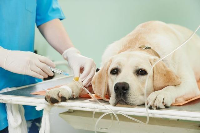 愛犬の治療費が高額すぎて…「クラウドファンディング」でまかないたいけど、法律的に大丈夫？【弁護士に聞いた】