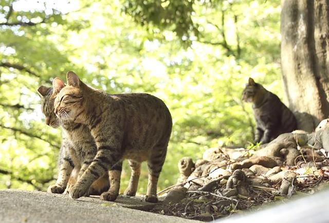 ノネコ・ノイヌも実は狩猟鳥獣だったって知っていましたか？