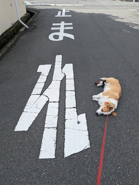 「いや、キミは止まるな」道路標示に従う犬さん！？「交通ルールは守るものワンからね」