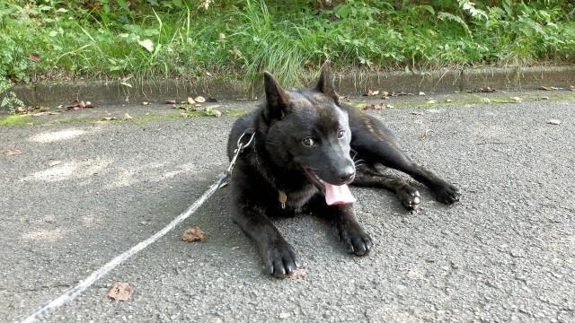 夏は道路のアスファルトの温度が60度を超えるほど熱くなることも（photoACより「maki猫」さん撮影、イメージ画像）