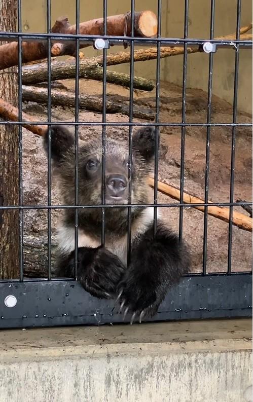 立派な爪です（旭山動物園公式ツイッター動画からキャプチャ：7/11）