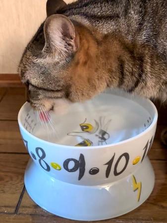 「ウォーターボウル」で水を飲む、田口さんの愛猫「れあ」（メス、６歳）（田口さん提供　以下同）