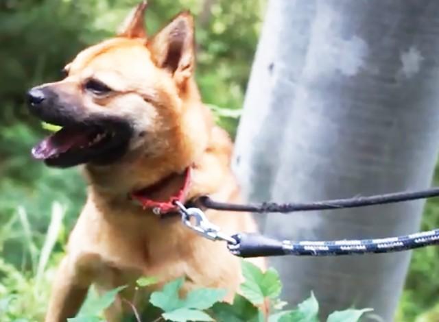 後脚に生まれつきの障がい　心を閉ざしていた保護犬がスタッフに甘えるように　ベビーカーに乗ってのお散歩にご機嫌