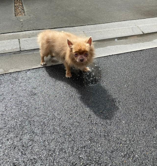 7月19日の朝、家の前でフラフラになったチワワ犬が現れたとの投稿がTwitter上で話題に（KanaP_Moonさん提供）