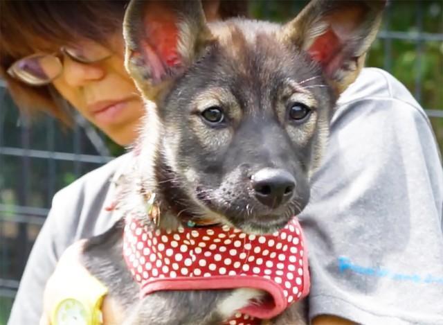 生後間もなくして保護された元野犬のサウラ