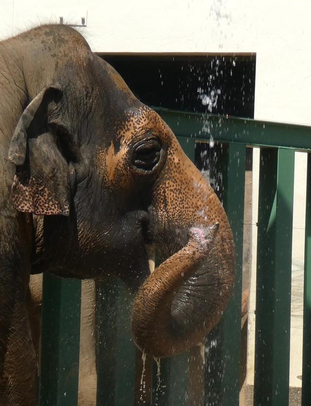 シャワーの水を鼻にためるズゼ