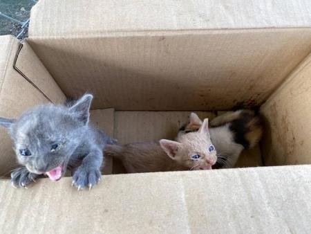 炎天下に段ボール箱に入れられて子猫3匹が遺棄されていた（NPO法人たんばコミュニティハブさん提供）