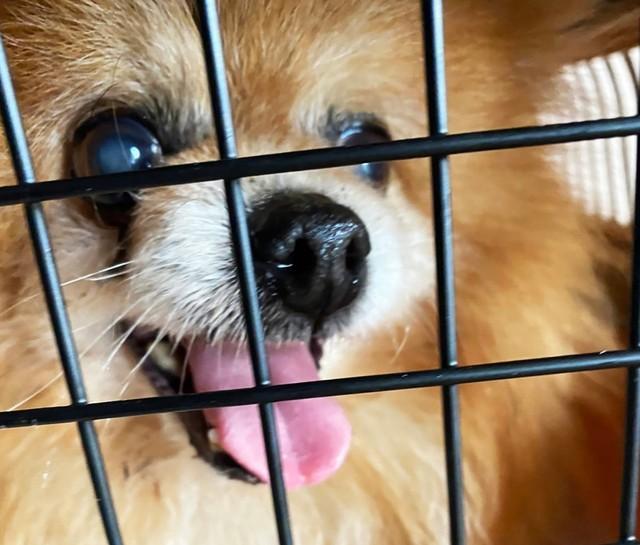 愛護センターで横になったままだったポメラニアンのシニア犬　保護団体が迎えに行くと奇跡が起きた