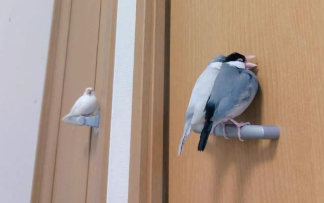 なぜそこに？ドアノブに止まりたがる文鳥　「細いものならなんでも止まる」「クルンってならないの？」