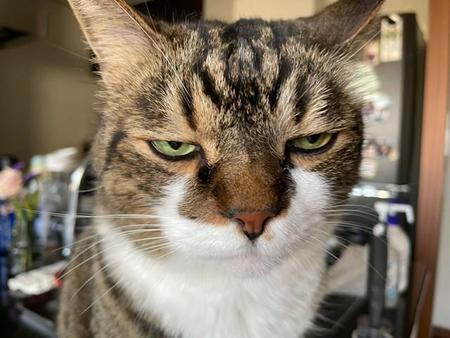 猛暑で猫も…絶妙に不機嫌な表情が話題　「チベットスナギツネみたい」「不満そうなお顔もかわいい」