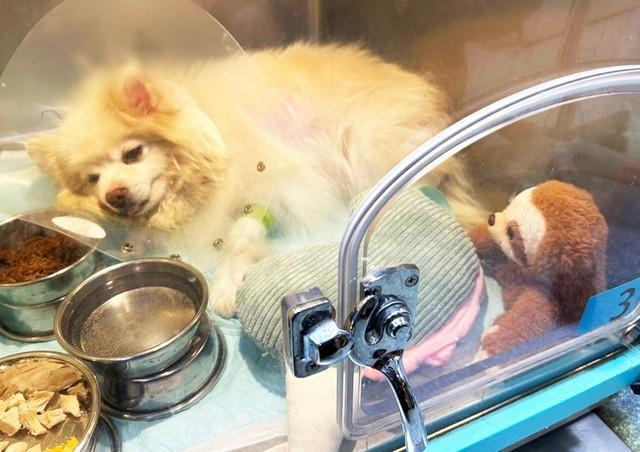 介護サービスの職員を噛んだ愛犬が殺処分対象に　「命を助けたい」　悩む家族に動物愛護センターは告げた　「SORAという団体があります」