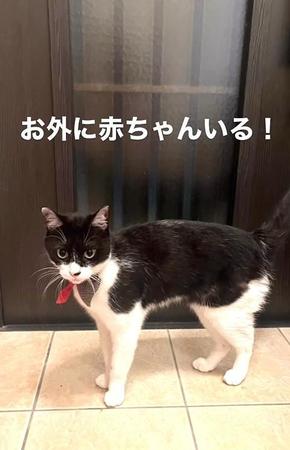 子猫の居場所を教えてくれた元保護猫が話題に（「Haru&amp;Tom」さん提供、Instagramよりキャプチャ撮影）