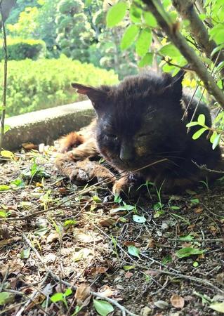 連日の猛暑で外猫が脱水症状に…保護依頼が相次ぐ　飼い猫も命の危険あり「脱走対策の徹底を！」