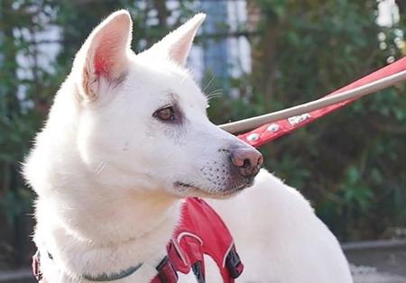 広島の動物愛護センターからピースワンコに引き出されることになったジエゴ