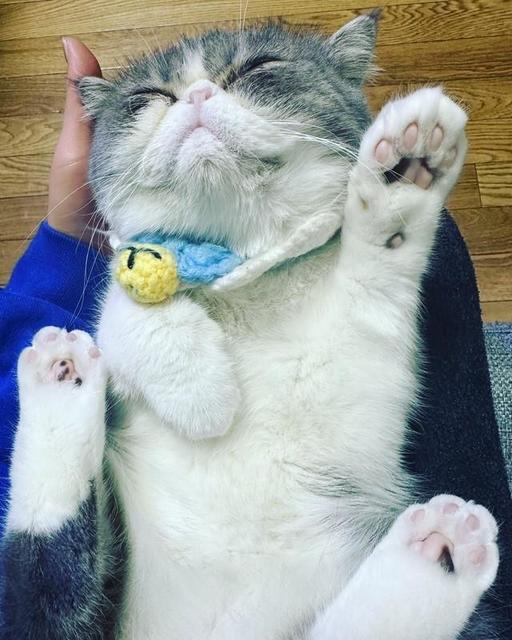 猫の肉球の形で性格がわかる？」小4娘の自由研究、肉球写真をSNSで