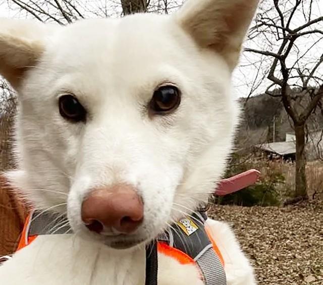 元飼い主から虐待をされた末に捨てられたとおぼしき保護犬・すず