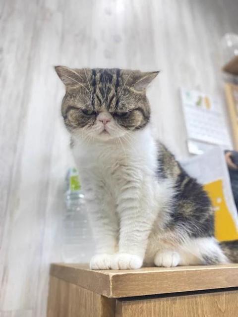 「今いる保護猫、すごい顔なの」送られてきた写真で恋に落ちた　トリミングサロンの看板猫になった「凶悪表情のブサかわ猫」