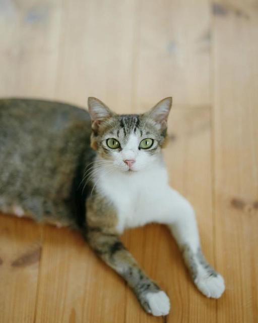 飛び込んできた野良猫　1か月後4匹の子猫を出産、母子そろって家族になった　「へそ天で寝てくれるようになりました」