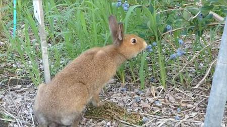 野生のウサギが、ブルーベリー収穫のお手伝い！？「小さくてかわいい従業員さん、いつもありがとう」