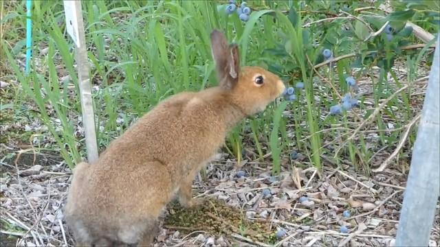 野生のエゾユキウサギさん、美味しそうに実った農園のブルーベリーをぱくっ！（画像提供：びえいハスカップファーム）