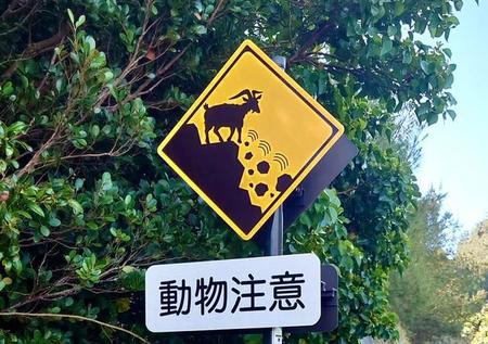 「ヤギによる落石注意」の道路標識→ふと上を見ると笑撃の光景が…「標識とまんま同じで笑った」と反響　東京・小笠原