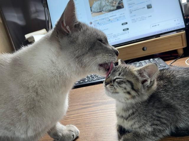 子猫をなめてあげる先住猫がまるで”母猫”！「優しい」「幸せな気持ちに」懐かしい写真に「悶絶」