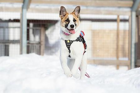 保護犬・シェカは雪の中を走り回るのが大の得意です