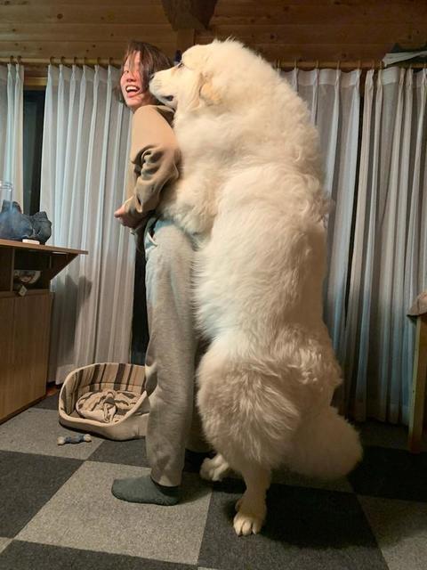 これが子犬？　白いモフモフのデカワンコに驚きの声「信じられないくらい大きい！」「もう熊やん」