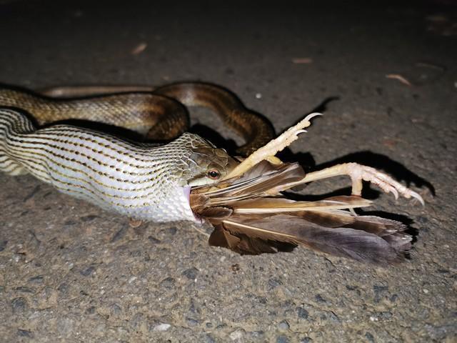 【閲覧注意】これぞ弱肉強食　ヘビが鳥を丸のみしている決定的瞬間をおさめた写真が話題に