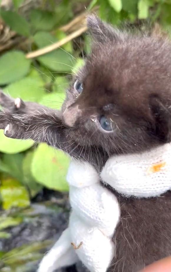 激しく流れる川の近くで保護された黒い子猫（「猫野四季＊」さん提供、Xよりキャプチャ撮影）