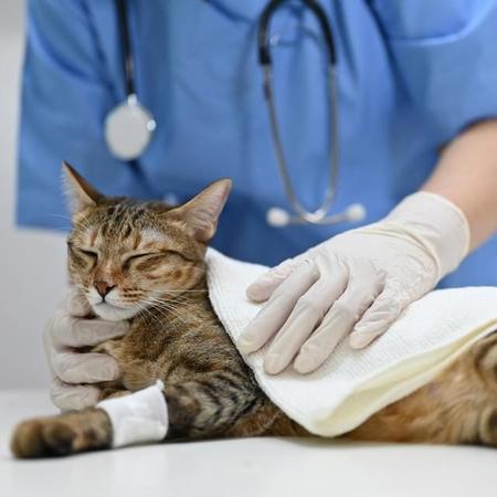 ブリーダーから購入したばかりの猫が、感染症で死亡…「まさか、病気にかかっていたペットを販売？」責任は問えるか【弁護士が解説】