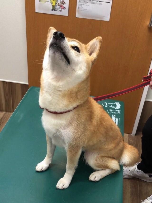 病院で覚悟を決めた柴犬「よし！いつでも来いっ」←「いや今日は違う